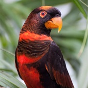 Dusky Lory