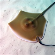 Southern Stingray