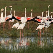 Doñana National Park, Spain