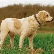 Briquet Griffon Vendéen