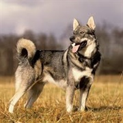 Jamthund Dog