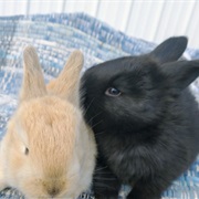 Own 2 Rabbits