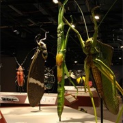 Insect Musuem