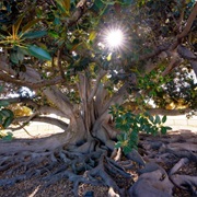 Moreton Bay Fig Tree, Balboa Park