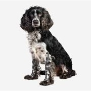 Russian Spaniel Dog