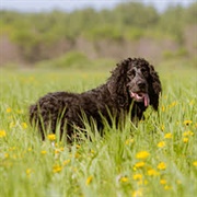 Pont-Audemer Spaniel