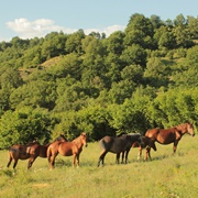 Ali Botush Nature Reserve, Bulgaria