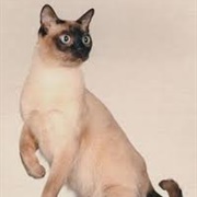 Tonkinese Cat