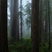 S1.E8: Forests