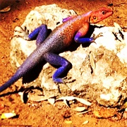 Spider-Man Agama
