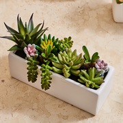 Artificial Succulents