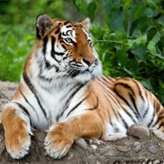 Sikhote-Alin Nature Biosphere Reserve, Russia