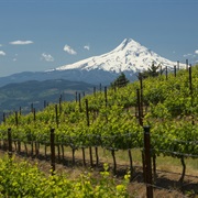 Washington State Wineries