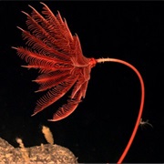 Crinoid