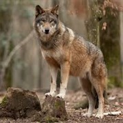 Eastern Wolf
