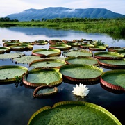 Pantanal Biosphere Reserve, Brazil