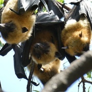 Chauve Souris Relais, Seychelles