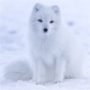 Arctic Fox