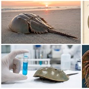 Horseshoe Crabs Are Ancient, Armored Arthropods, Often Called "Living Fossils," Looking Like Prehist