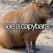 See a Capybara
