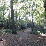 Croham Hurst Woods