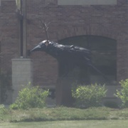 Bozeman Sculpture Park (MT)