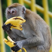 Feeding Monkeys Bananas