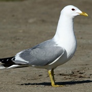 Short-Billed Gull