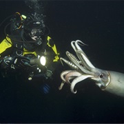 8. Creatures of the Deep