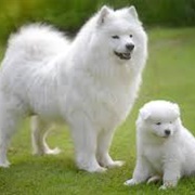 Samoyed