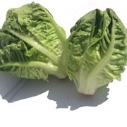 British Little Gem Lettuces