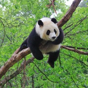 Foping National Nature Reserve, Shaanxi, China