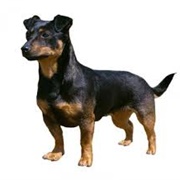 Lancashire Heeler Dog
