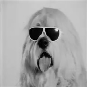 Dulux: "Dulux Dog"