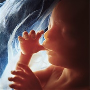 Human Fetus at Eighteen Weeks (Lennart Nilsson)