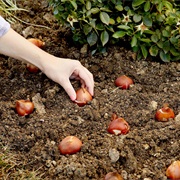Plant Bulbs