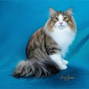 Norwegian Forest Cat