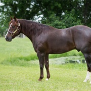 Liver Chestnut