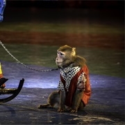 Animal Circus