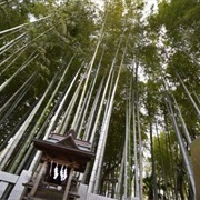 Yawata No Yabushirazu, Japan