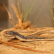 Mimic Glass Lizard