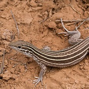 Plateau Striped Whiptail