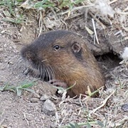 Southern Pocket Gopher