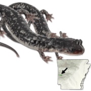 Fourche Mountain Salamander