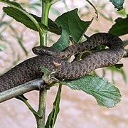 Narrow-Headed Garter Snake
