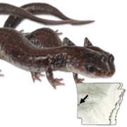 Rich Mountain Salamander
