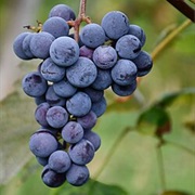 Uhudler Grapes