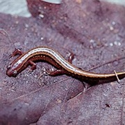Southern Two-Lined Salamander