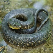 Mississippi Green Water Snake