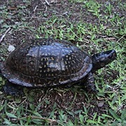 Gulf Coast Box Turtle